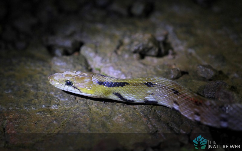 Beddome's Keelback